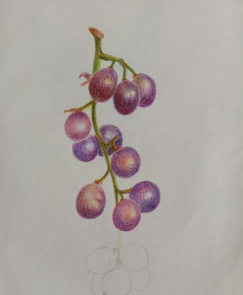 葡萄彩铅画亮面怎么画 绿葡萄亮面怎么调色？