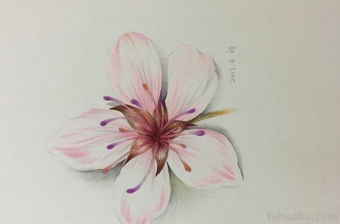 学用彩铅画樱花怎么画 画花朵简单漂亮樱花？