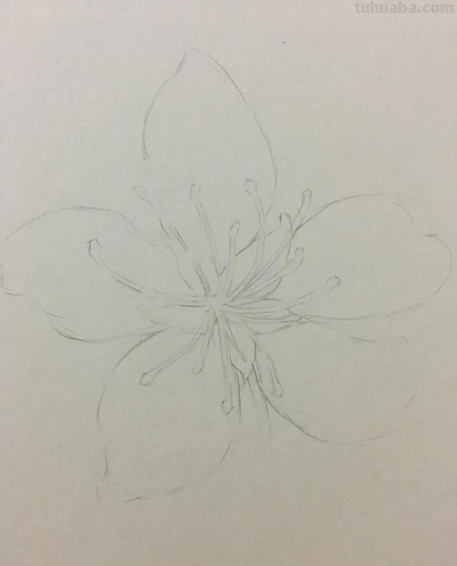 学用彩铅画樱花怎么画 画花朵简单漂亮樱花？