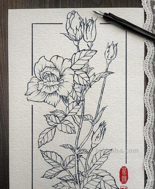 月季叶速写 怎样画月季素描?