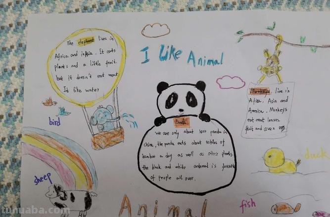 动物手抄报英文怎么写 用英语描写一种小动物的手抄报?