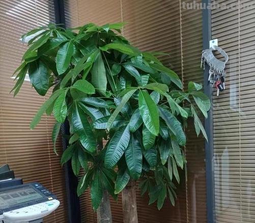 发财树寓意好，摆在家里能旺运，养护做好这几点，不长虫四季常青