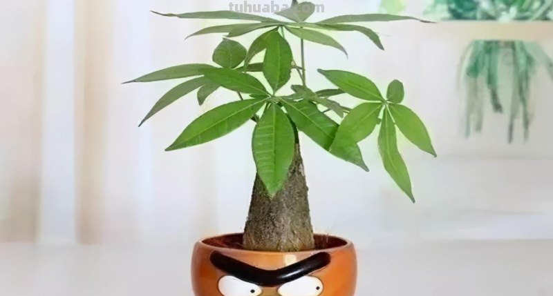 发财树寓意好，摆在家里能旺运，养护做好这几点，不长虫四季常青