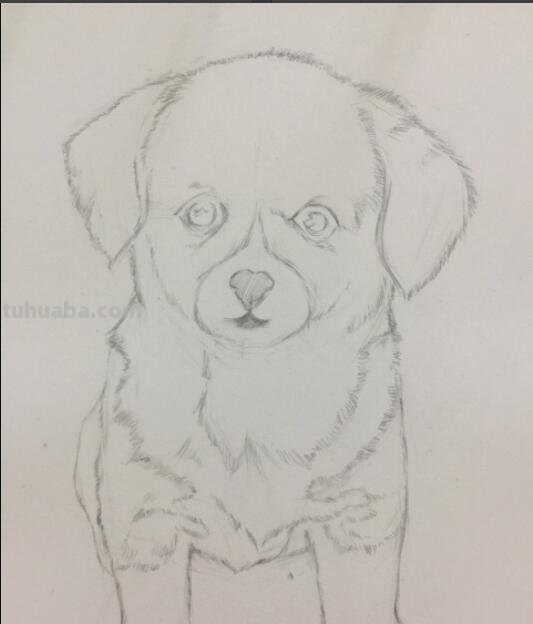 一步一步教你画小狗，适合零基础学画