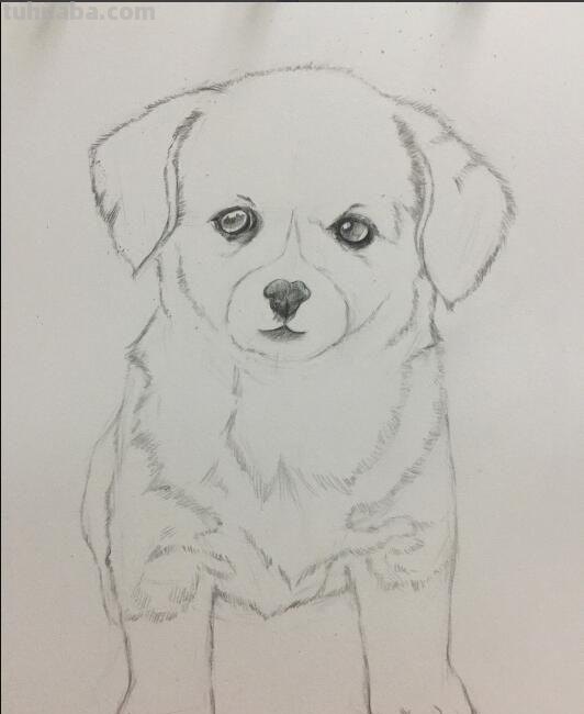 一步一步教你画小狗，适合零基础学画