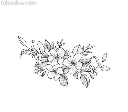 一组黑白植物简笔画手绘，收藏备用