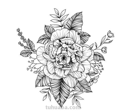 一组黑白植物简笔画手绘，收藏备用