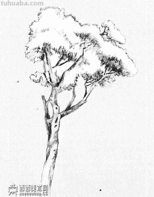 树枝叶速写 素描时怎样画树的叶子?