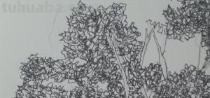 树枝叶速写 素描时怎样画树的叶子？
