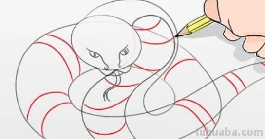 蛇怎么画简笔画彩色 怎样画蛇?铅笔画蛇教程？