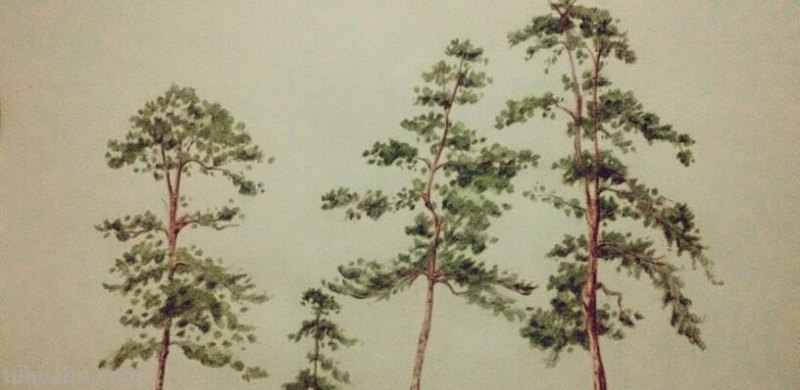 松树怎么画用彩铅画的 很茂密的树怎么用彩铅画?