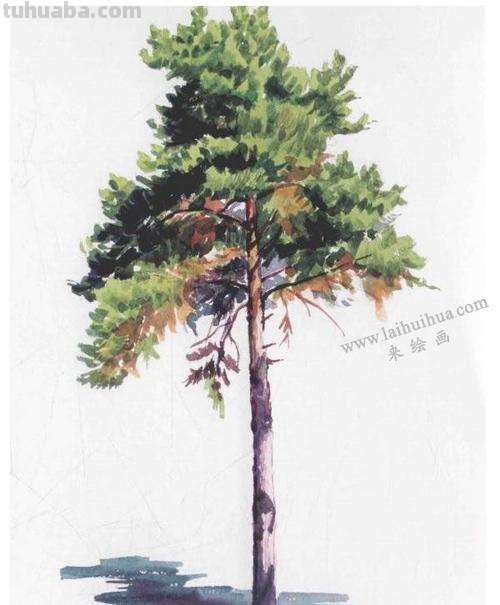 松树怎么画用彩铅画的 很茂密的树怎么用彩铅画?