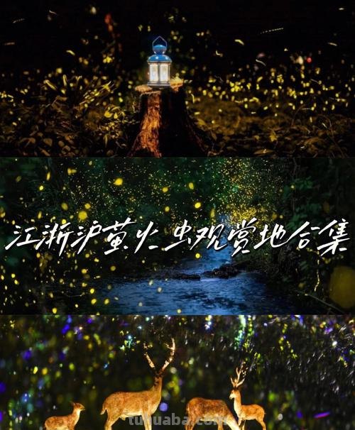 上海萤火虫 上海萤火虫观赏地