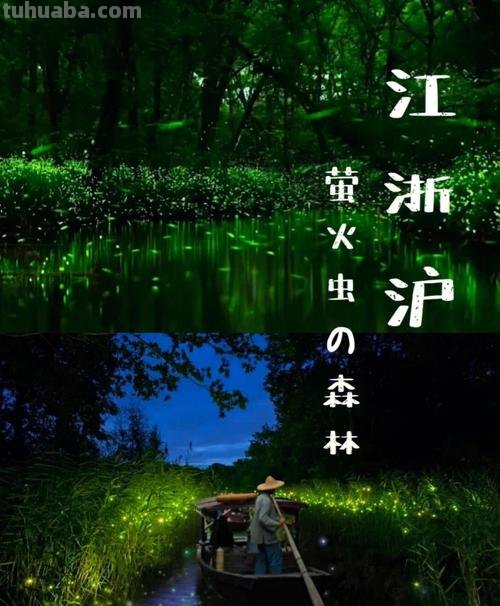 上海萤火虫 上海萤火虫观赏地