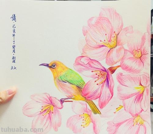 樱花怎么画彩铅画简笔画 怎么用彩铅画出四季花园？