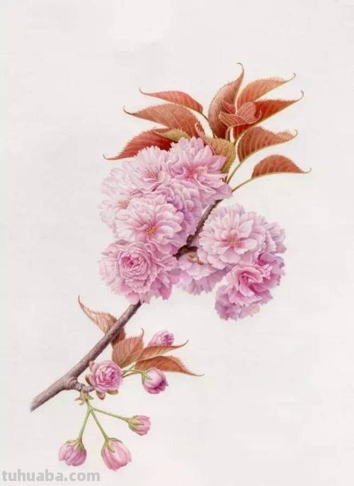 樱花怎么画彩铅画简笔画 怎么用彩铅画出四季花园？