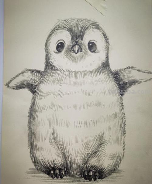 可爱的彩铅画企鹅怎么画 如何简单的画小企鹅?