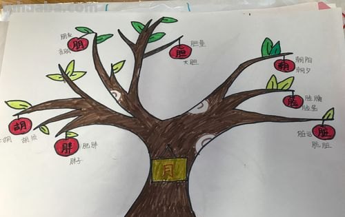 画思维导图最好画什么图 思维导图画什么好？