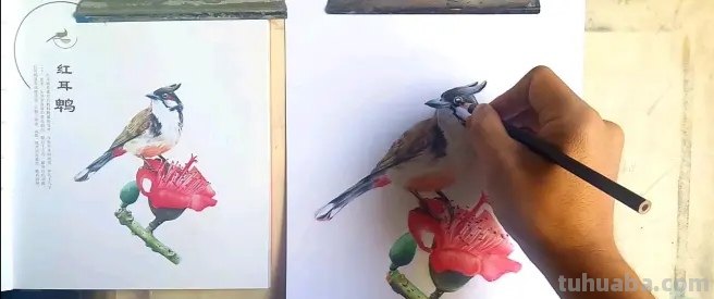 彩铅画黑色的小鸟怎么画 三秒学会画鸟？