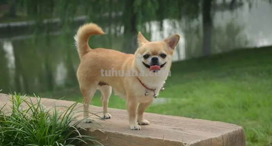 wag怎么读