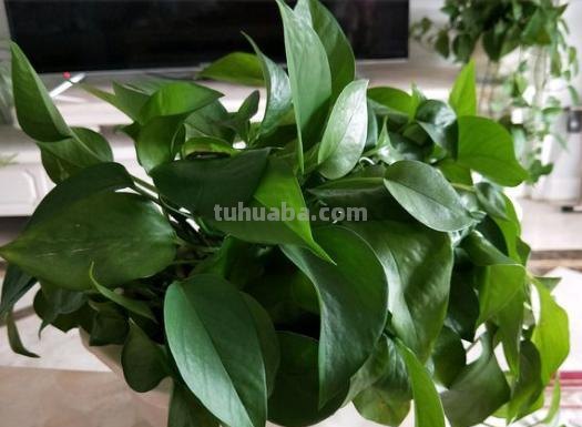 一种适合家庭养殖绿萝的“方法”，不黄叶不烂根，轻松爬满整面墙