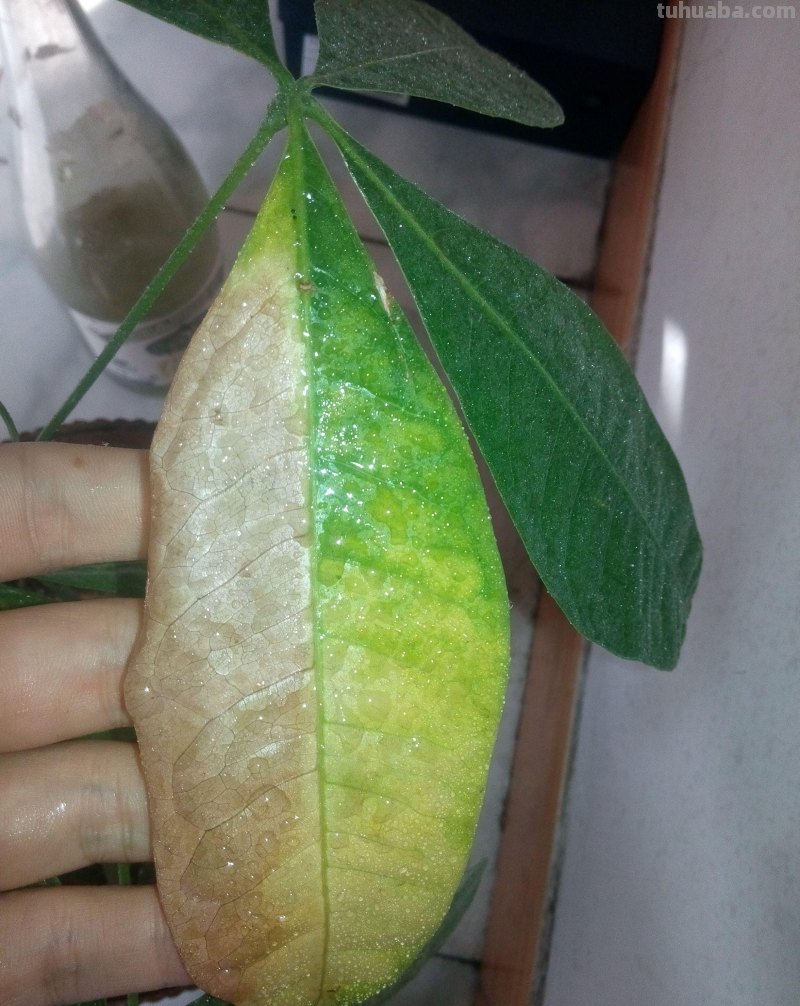 发财树最常见的问题，养好发财树很简单
