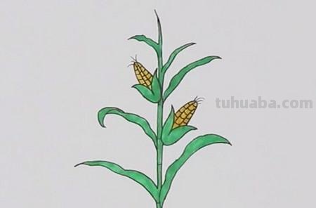玉米树怎么画简笔画 简笔画：冬天树木画法教程？