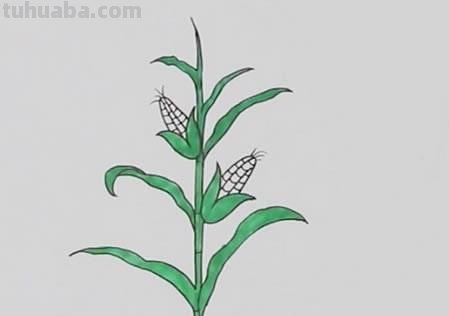 玉米树怎么画简笔画 简笔画：冬天树木画法教程？