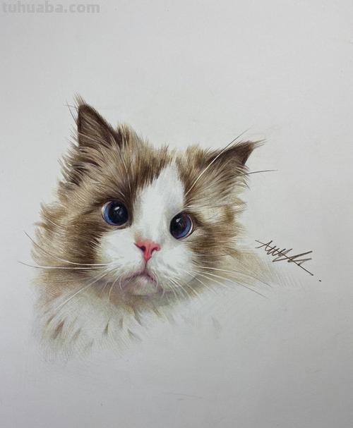 彩铅画猫鼻子怎么画的 彩色铅笔画可爱的小猫咪的教程详细步骤?