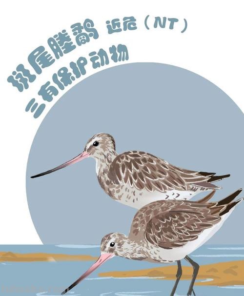手绘插画｜在中国，这10种水鸟正在摆脱濒危