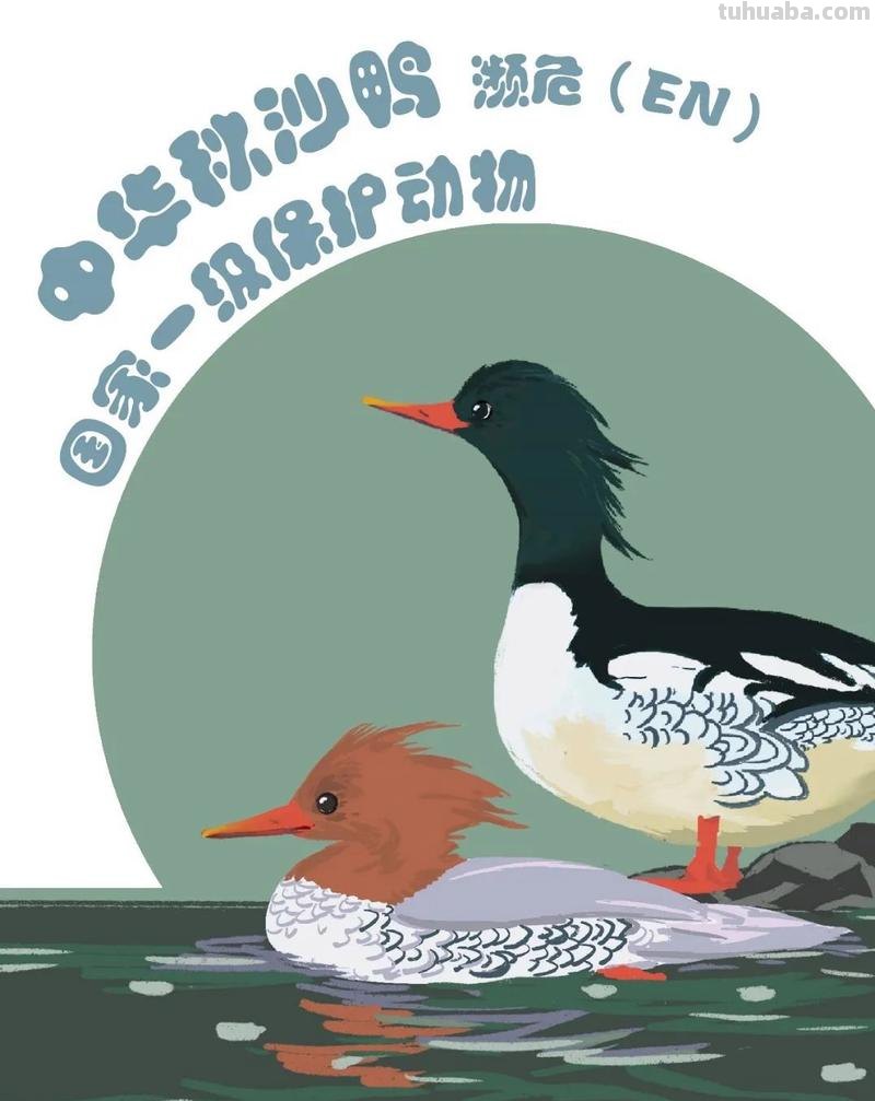 手绘插画｜在中国，这10种水鸟正在摆脱濒危