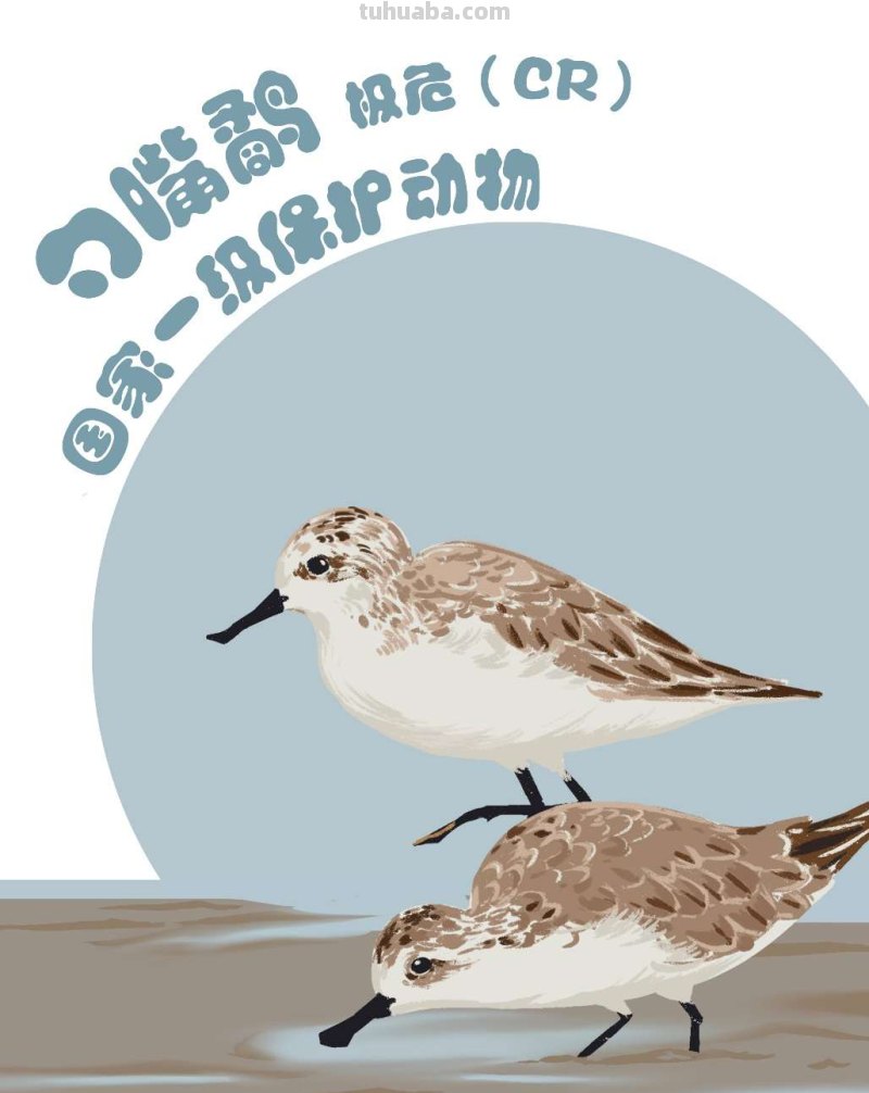 手绘插画｜在中国，这10种水鸟正在摆脱濒危