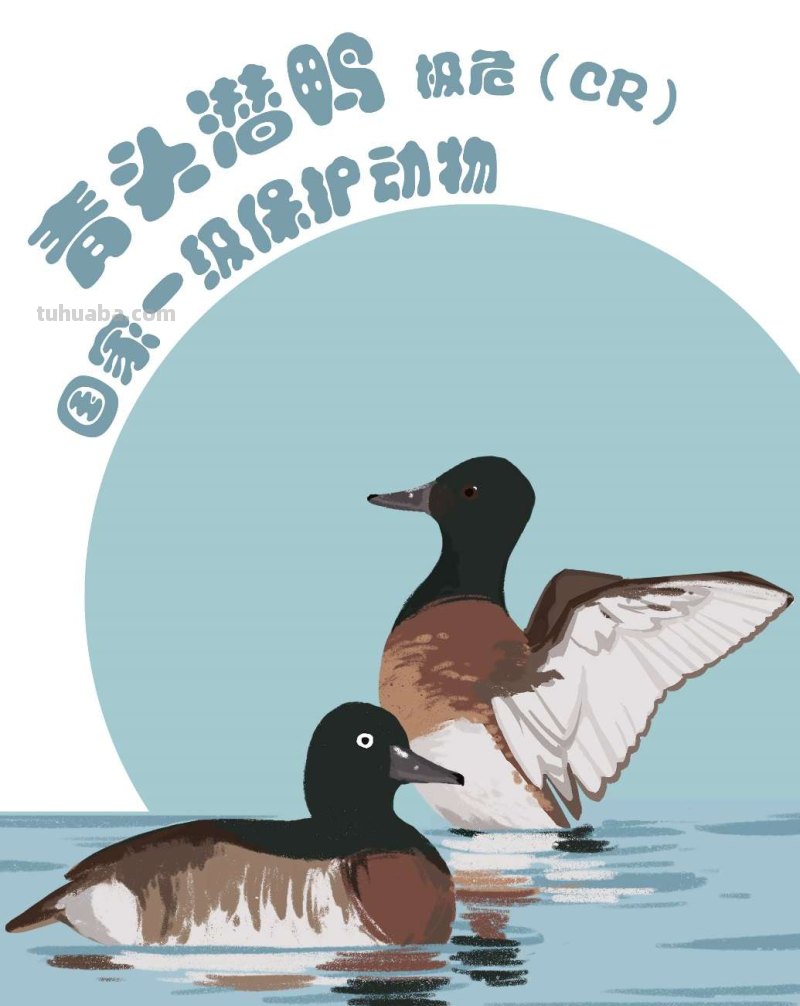 手绘插画｜在中国，这10种水鸟正在摆脱濒危