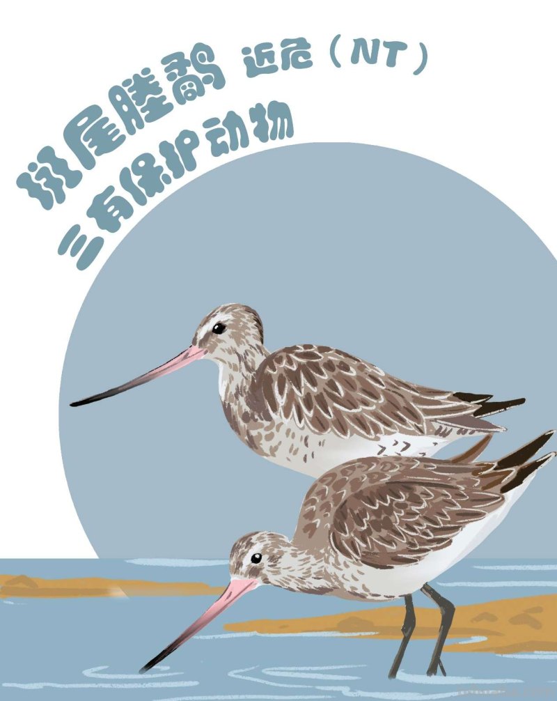 手绘插画｜在中国，这10种水鸟正在摆脱濒危