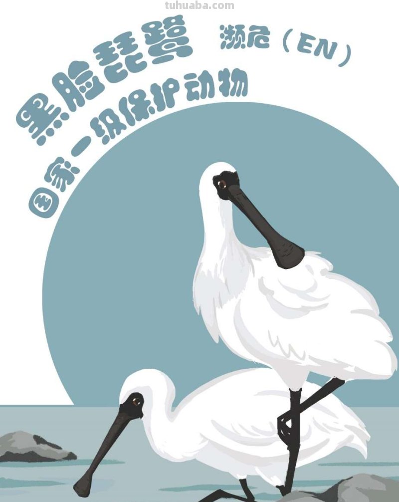 手绘插画｜在中国，这10种水鸟正在摆脱濒危