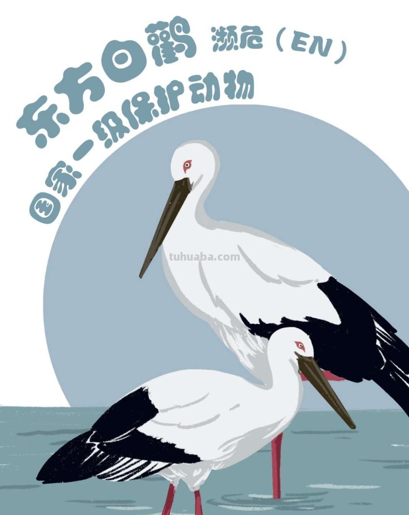 手绘插画｜在中国，这10种水鸟正在摆脱濒危