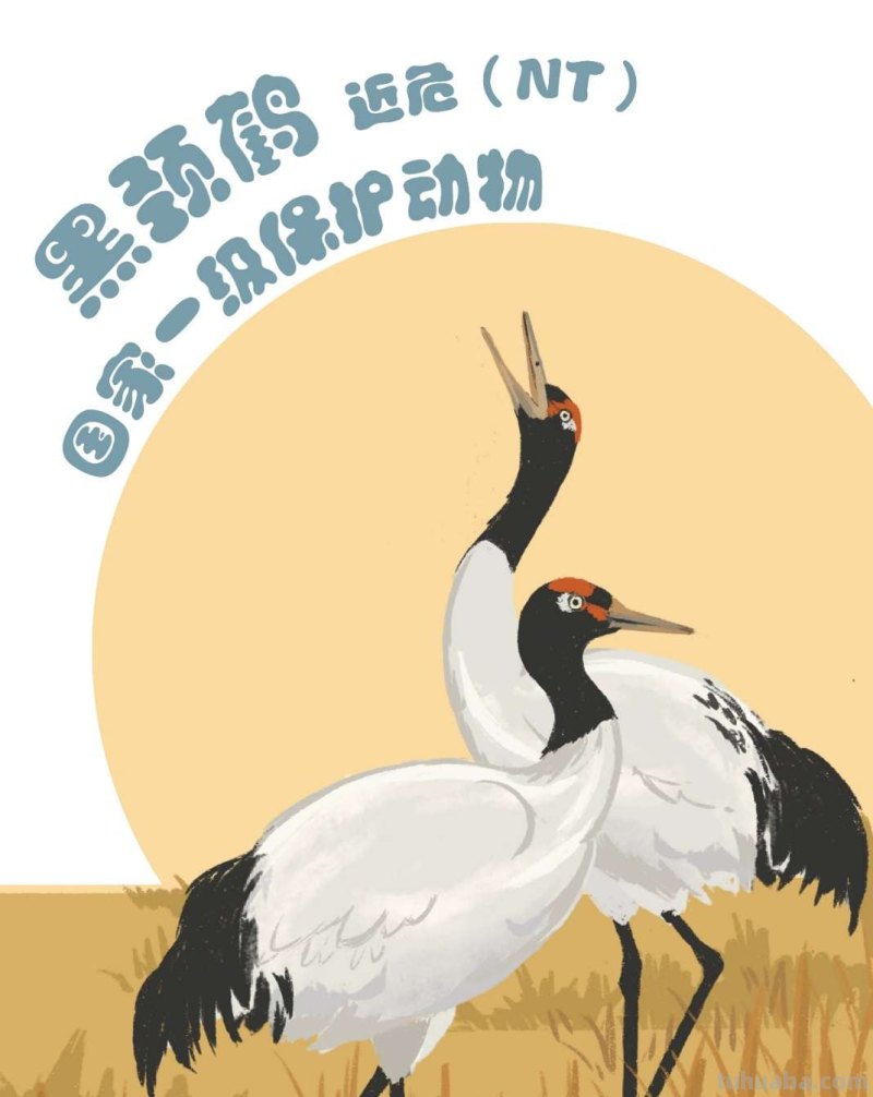 手绘插画｜在中国，这10种水鸟正在摆脱濒危