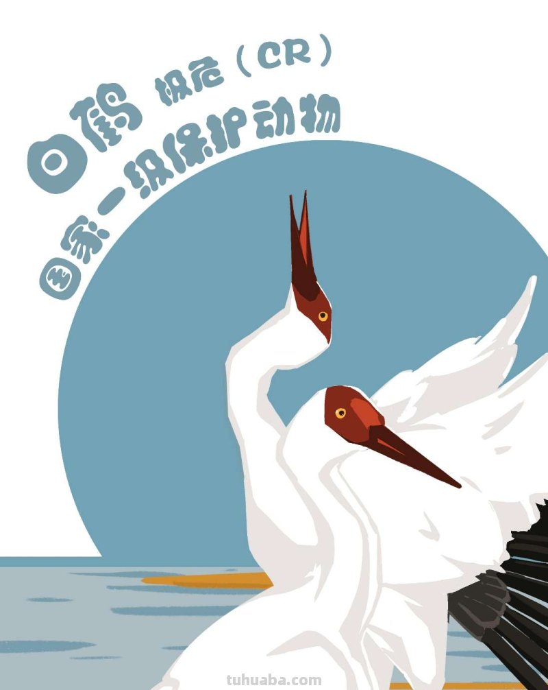 手绘插画｜在中国，这10种水鸟正在摆脱濒危