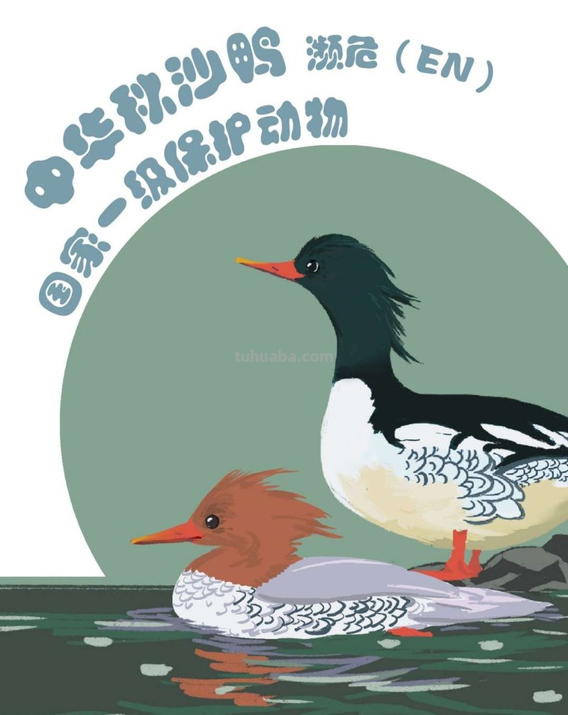 手绘插画｜在中国，这10种水鸟正在摆脱濒危