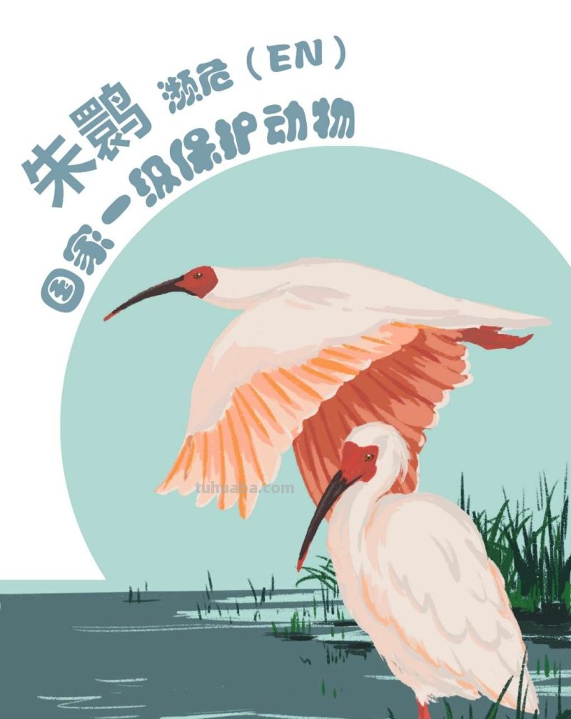 手绘插画｜在中国，这10种水鸟正在摆脱濒危