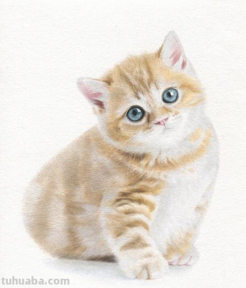 彩铅画躺着的猫怎么画 小馋猫简单铅笔画?