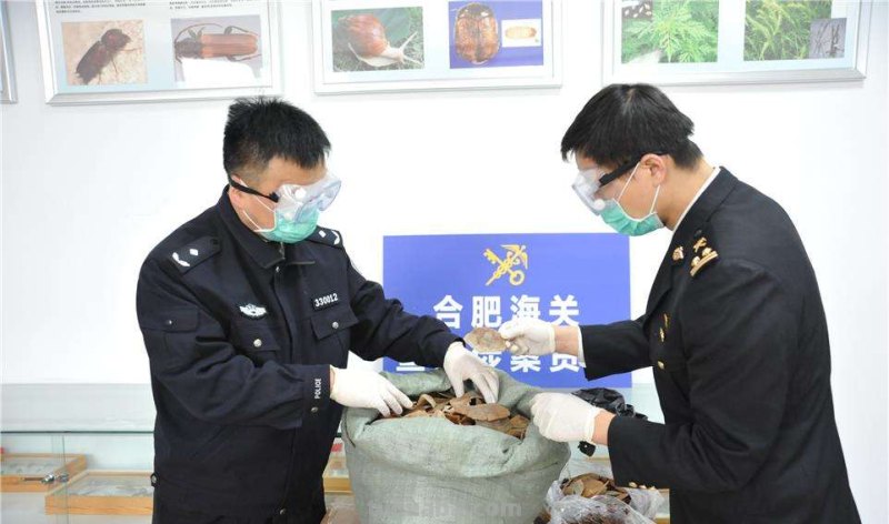 百斤大蛇潜水吃上千斤鱼！还不能打死，寒冷的北方为何有红尾蚺？