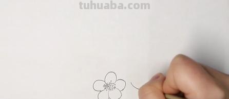 腊梅花怎么画简笔画 梅花怎么画简单又好看？