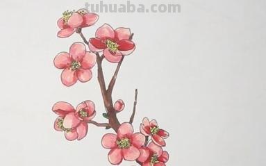 腊梅花怎么画简笔画 梅花怎么画简单又好看？