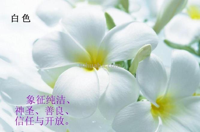 白色性格色彩及白色性格,为你解析白色的神秘魅力