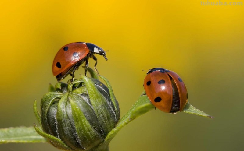 儿童简笔画精选「昆虫」-如何画一只瓢虫（Ladybug）？