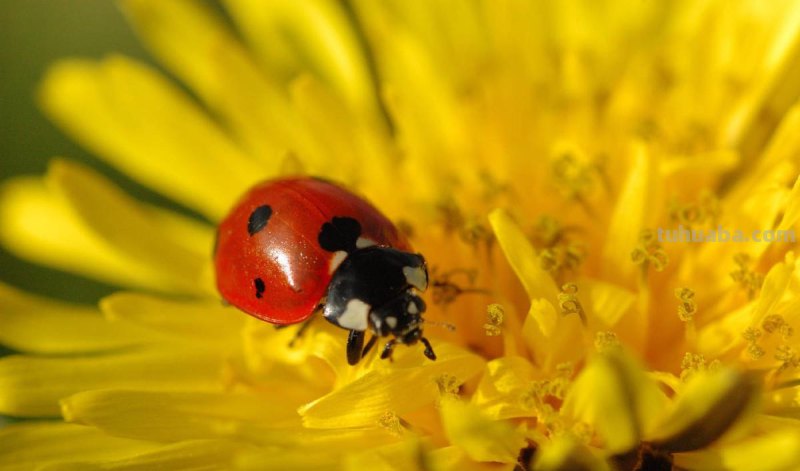 儿童简笔画精选「昆虫」-如何画一只瓢虫（Ladybug）？
