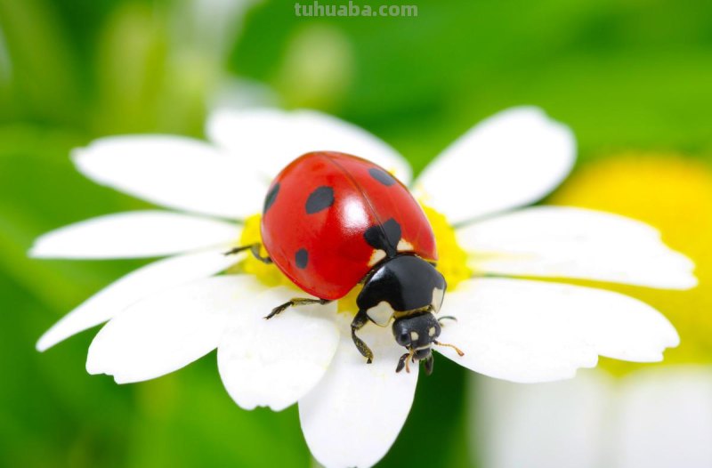 儿童简笔画精选「昆虫」-如何画一只瓢虫（Ladybug）？
