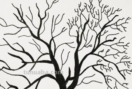 树木怎么画图片简笔画 简笔画好看的大树这样画？