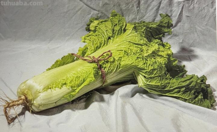 色彩白菜的画法及色彩白菜的画法步骤图调色 